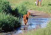 DOG 03 DS0009 01
Golden Retriever Running In Puddle Retrieving Dummy