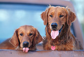 DOG 03 DS0010 01
Close-Up Of Two Golden Retrievers Sitting In Truck Bed
