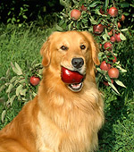 DOG 03 FA0003 01
Head Shot Of Golden Retriever Sitting With Apple In Mouth
