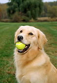 DOG 03 FA0004 01
Head Shot Of Golden Retriever Sitting With Tennis Ball In Mouth