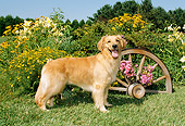 DOG 03 FA0008 01
Golden Retriever Standing By Flowers And Wagon Wheel