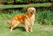 DOG 03 FA0012 01
Golden Retriever Standing On Grass By Pond Trees