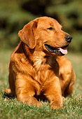 DOG 03 GR0001 01
Golden Retriever Laying On Grass