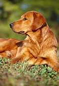DOG 03 GR0001 03
Golden Retriever Laying On Grass