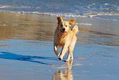 DOG 03 KH0003 01
Golden Retriever Running On Beach