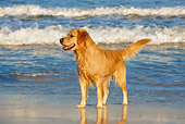 DOG 03 KH0005 01
Golden Retriever Standing On Beach