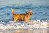 DOG 03 KH0006 01
Golden Retriever Standing In Surf At Beach
