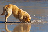DOG 03 KH0007 01
Golden Retriever Spashing Water Standing On Beach