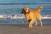 DOG 03 KH0010 01
Golden Retriever Carrying Stick On Beach