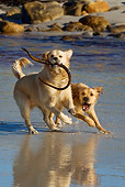 DOG 03 KH0012 01
Two Golden Retrievers Playing With Seaweed On Beach