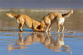 DOG 03 KH0013 01
Two Golden Retrievers Digging In Sand On Beach