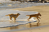 DOG 03 KH0015 01
Two Golden Retrievers Running On Beach Profile