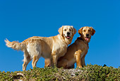 DOG 03 KH0016 01
Two Golden Retrievers Standing And Sitting On Plant-Covered Sand Dune