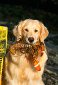 DOG 03 LS0006 01
Close Up Of Golden Retriever Holding Lobster In Mouth
