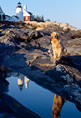 DOG 03 LS0007 01
Golden Retriever Sitting On Rocky Shore By Lighthouse