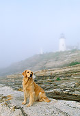 DOG 03 LS0008 01
Golden Retriever Sitting On Rocky Shore By Lighthouse In Fog