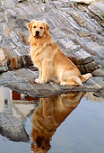 DOG 03 LS0009 01
Golden Retriever Sitting On Rocky Shore By Reflection Of Lighthouse