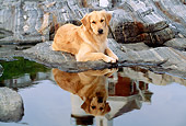 DOG 03 LS0010 01
Golden Retriever Laying On Rocky Shore By Reflection Of Lighthouse