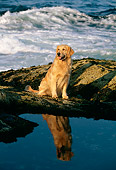 DOG 03 LS0011 01
Golden Retriever Sitting On Rocky Shore By Reflection And Surf