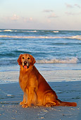 DOG 03 LS0012 01
Golden Retriever Sitting On Beach By Surf