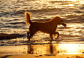 DOG 03 LS0013 01
Silhouette Of Golden Retriever Playing In Surf At Sunset