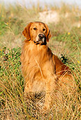 DOG 03 LS0014 01
Portrait Of Golden Retriever Sitting In Dune Grass