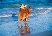 DOG 03 LS0019 01
Golden Retriever Running On Beach With Sea Star In Mouth