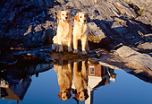 DOG 03 LS0020 01
Two Golden Retrievers Sitting On Rocky Shore By Reflection Of Lighthouse