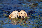 DOG 03 LS0021 01
Two Golden Retrievers Swimming With Toy In Their Mouths