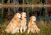 DOG 03 LS0023 01
Three Golden Retrievers Sitting At Edge Of Lake