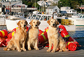 DOG 03 LS0024 01
Three Golden Retrievers Sitting On Dock By Fishing Gear