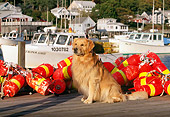 DOG 03 LS0025 01
Golden Retriever Sitting On Dock By Fishing Gear