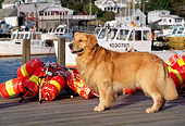 DOG 03 LS0026 01
Golden Retriever Standing On Dock By Fishing Gear