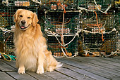 DOG 03 LS0027 01
Golden Retriever Sitting On Dock By Fishing Gear