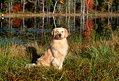 DOG 03 LS0029 01
Golden Retriever Sitting By Edge Of Lake In Autumn