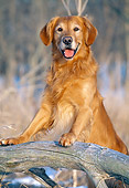 DOG 03 LS0035 01
Golden Retriever Stepping On Branch In Snowy Woods