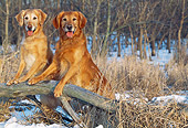 DOG 03 LS0036 01
Two Golden Retrievers Stepping On Branch In Snowy Woods