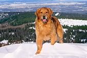 DOG 03 LS0038 01
Golden Retriever Standing On Snow-Covered Hill Alaska