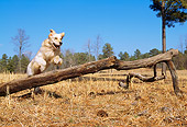 DOG 03 LS0039 01
Golden Retriever Leaping Over Fallen Tree