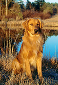 DOG 03 LS0040 01
Golden Retriever Sitting By Pond And Trees