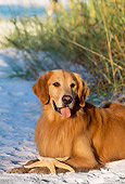 DOG 03 LS0041 01
Golden Retriever Laying On Beach By Tall Grass