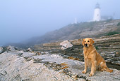 DOG 03 LS0042 01
Golden Retriever Sitting On Rocky Shore By Lighthouse In Fog
