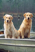 DOG 03 LS0046 01
Golden Retrievers Sitting In Rowboat