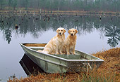DOG 03 LS0047 01
Golden Retrievers Sitting In Rowboat At Edge Of Lake