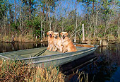 DOG 03 LS0048 01
Golden Retrievers Sitting In Rowboat At Edge Of Marsh
