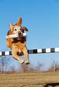 DOG 03 LS0051 01
Golden Retriever Jumping Over Agility Pole Carrying Toy