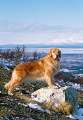 DOG 03 LS0052 01
Golden Retriever Standing On Rock In Snowy Field Near Mountains