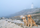 DOG 03 LS0053 01
Two Golden Retrievers Sitting On Rocky Beach By Lighthouse In Fog