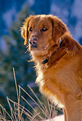 DOG 03 NE0002 01
Shoulder Shot Of Golden Retriever Sitting On Snow