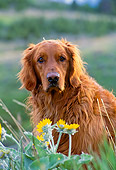 DOG 03 NE0003 01
Shoulder Shot Of Golden Retriever Sitting By Yellow Flowers